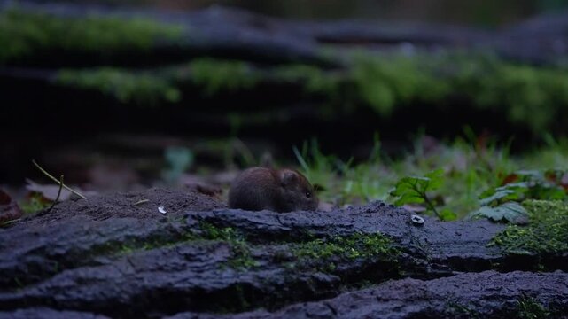 Wild bank vole scurries through leaf litter and moss in slow motion forest clip, Netherlands