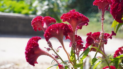 cockscomb red flower