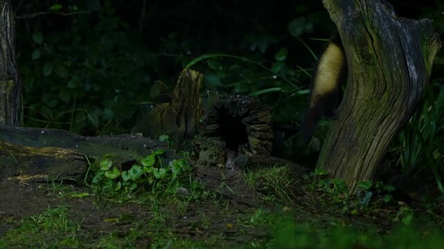 A European polecat emerging from forest shadows in slow motion in Drenthe, Netherlands