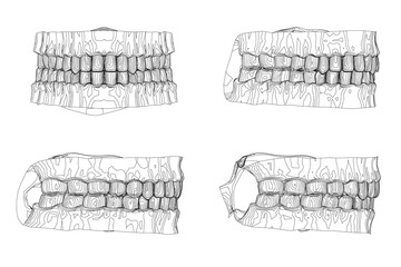 Human teeth contour with four distinct types in symmetrical arrangement. Each tooth displays unique shape, size, and intricate texture patterns.