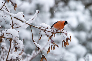 Eurasian bullfinch (Pyrrhula pyrrhula) foraging on a branch cowered with snow. Bird photography taken in Sweden in winter. 