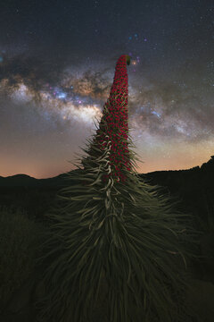 View of a vibrant red Tajinaste flower piercing the twilight sky beneath a river of stars, a stunning contrast of terrestrial life and celestial wonder, El Teide, Canary Islands, Spain.
