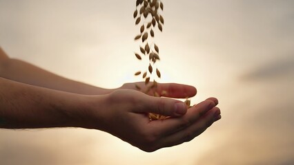 Golden grains falling into hands at sunset