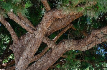 Complex twisting tree branches with textured bark and fresh green leaves under bright daylight.