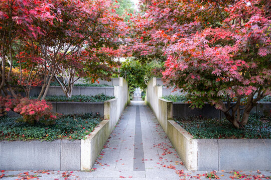 Autumn garden pathway flanked by vivid vegetation and concrete lines aligned with geometric landscape design in an urban park that includes no people