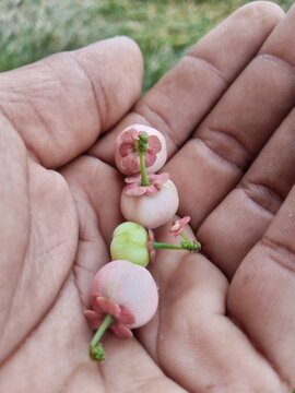 Small, round katuk berries growing in clusters along slender stems, transitioning in color from green to dark red or black when ripe