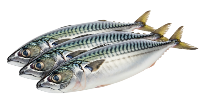 Three fresh mackerel fish isolated on transparent background, healthy seafood source