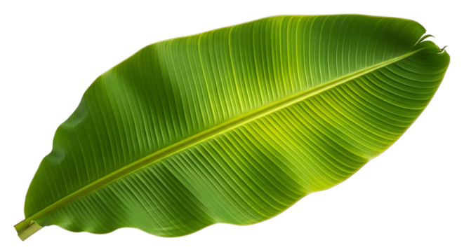Close up of a green banana leaf isolated on transparent background - Powered by Adobe