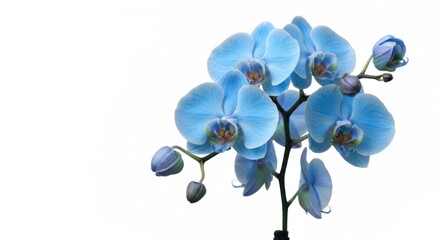 Fototapeta na wymiar Cluster of light blue orchid flowers with buds, against a plain white backdrop