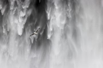View of a bird soaring in the foreground against the dramatic backdrop of a powerful waterfall cascading down, creating a misty spectacle, Skogafoss, Rangarbing eystra, Iceland.