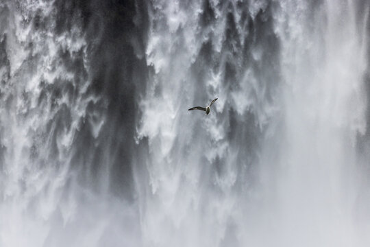 View of a lone bird soars against the immense, roaring Skogafoss waterfall, its white waters contrasting with the dark cliffs, creating a dynamic scene, Skogafoss, Rangarbing eystra, Iceland.