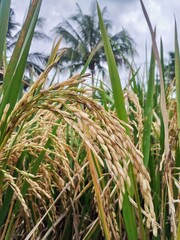 Naklejka premium Close-up of ripe rice grains (padi) on a stalk, showcasing their golden-yellow color and textured surface.