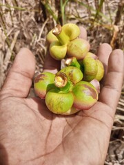 A fresh mangosteen with its thick purple rind and glossy surface, cut open to reveal the soft, white, segmented flesh inside. Known as the "queen of fruits" for its sweet-tangy flavor and health benef