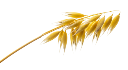 Golden oat stalk isolated on transparent background, a nutritious and versatile grain