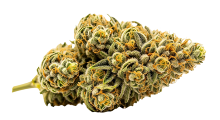 Close up of a cannabis flower bud isolated on transparent background for medical use