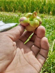 A fresh mangosteen with its thick purple rind and glossy surface, cut open to reveal the soft, white, segmented flesh inside. Known as the "queen of fruits" for its sweet-tangy flavor and health benef
