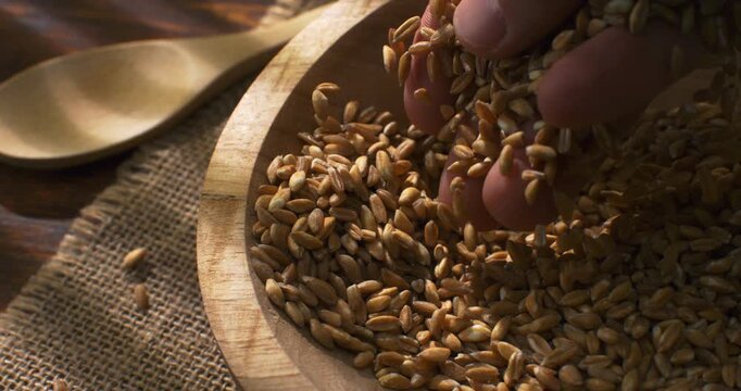 Slow Motion Close up of Farmer hand touching and gathering spelt grains, slow movement under warm sunlight, connection with earth and harvest at 1000 fps