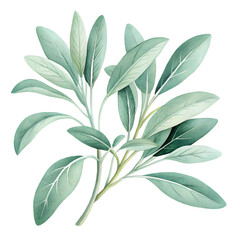 Fototapeta premium Fresh sage herb plant sprig isolated on black background