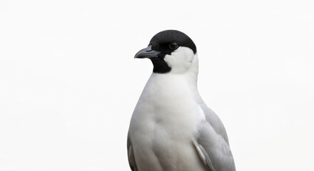Single bird white body, dark head, beak. Isolated on clean, white background