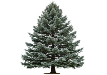 Isolated beautiful blue spruce tree, evergreen coniferous plant, nature element, cutout © Agata