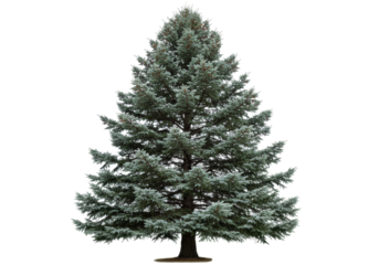 Isolated beautiful blue spruce tree, evergreen coniferous plant, nature element, cutout