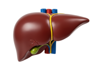 Isolated human liver, detailed medical model showing gallbladder, and hepatic blood vessels