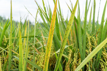 Close up of rice paddy leaves infested with many small insect pests (brown planthoppers). Crop damage and agriculture disease concept.