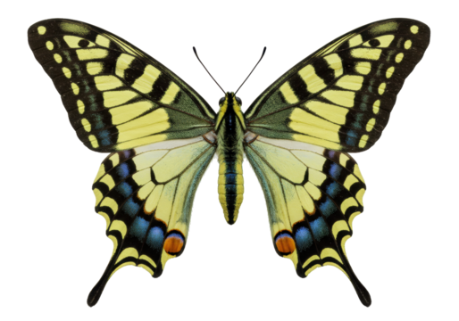 Isolated Butterfly Wings, Close Up View, Colorful Papilio Machaon Specimen, Full Frame