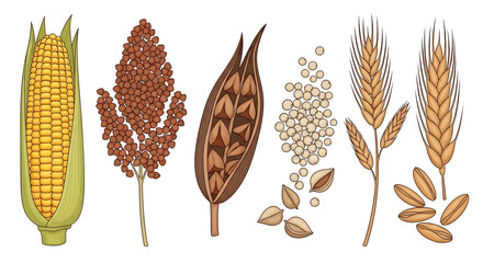 Illustrative Vector Collection of Essential Grains and Ancient Seeds Showcasing corn, wheat, sorghum, and quinoa, perfect for designs related to healthy food, baking, and agriculture