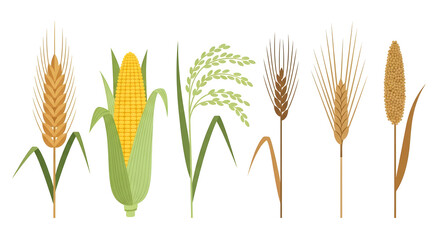 Stylized illustrations of various common grain crops like wheat, corn, rice, barley, and millet, highlighting their significance as global food staples and agricultural products