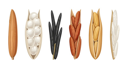Assortment of diverse rice grains in detailed illustration, highlighting unhulled, white, brown, black, and red varieties, perfect for culinary and agricultural themes
