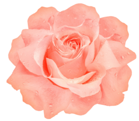 Rose  flower  on   isolated background with clipping path.  Closeup. For design. Studio shot.  Nature. Transparent background. 