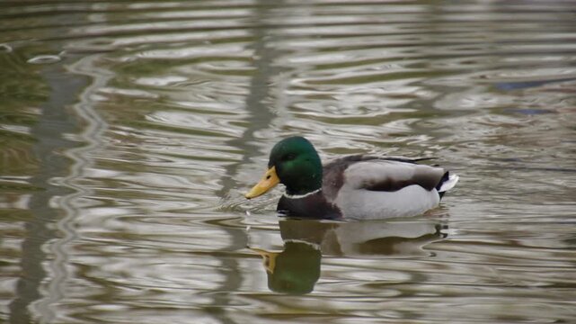 Deux canards colverts nageant paisiblement sur un &eacute;tang calme