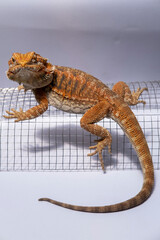 Detailed orange bearded lizard on curved wire mesh in studio lighting, showcasing textured scales,...