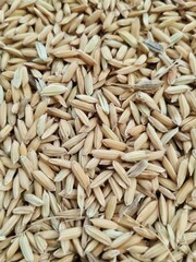 Close-up of ripe rice grains (padi) on a stalk, showcasing their golden-yellow color and textured surface.