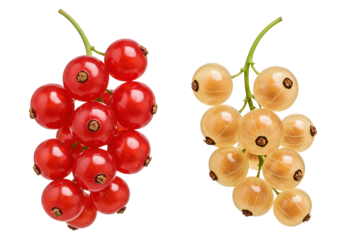 Isolated Red and White Currants Fruit Still Life, Fresh Natural Berries on Stems with No Background