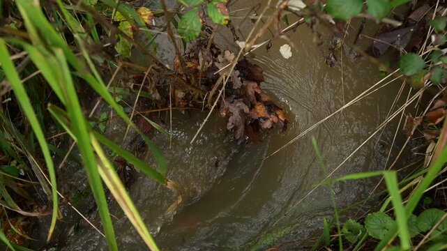 Mouvement d'eau dans un ruisseau, contournant des plantes sur lesquelles s'amassent de feuilles