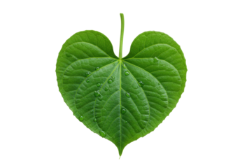 Isolated green heart shape leaf with stem and water drops for herbal medicine concept