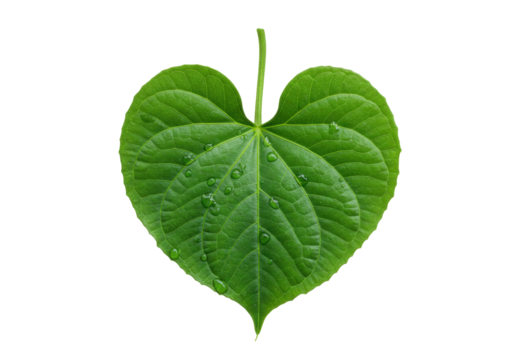 Isolated green heart shape leaf with stem and water drops for herbal medicine concept