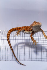 Vivid orange bearded lizard on curved wire mesh in studio lighting, showcasing detailed scales, reptile anatomy, and exotic wildlife features for nature and pet concepts.