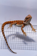 Fototapeta premium Vivid orange bearded lizard on curved wire mesh in studio lighting, showcasing detailed scales, reptile anatomy, and exotic wildlife features for nature and pet concepts.