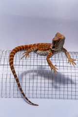 Vivid orange bearded lizard on curved wire mesh in studio lighting, showcasing detailed scales, reptile anatomy, and exotic wildlife features for nature and pet concepts.