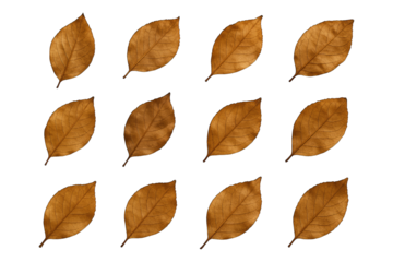 Arrangement of golden brown autumn leaves set against a dark void, nature, fall, seasonal