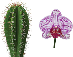 Green cactus and orchid flower side by side, botanical contrast, spiny and delicate forms, white background concept