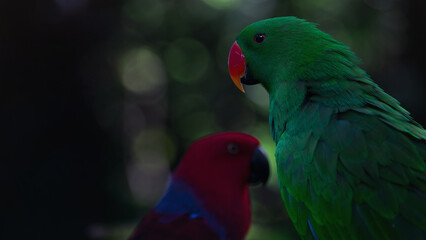 Green and red moluccan eclectus parrots