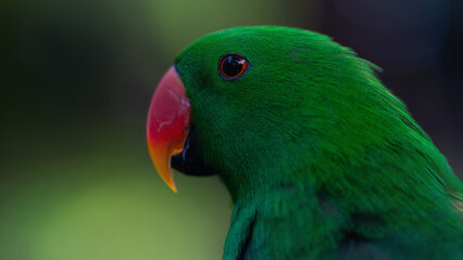 Green Moluccan eclectus parrot portrait (Eclectus roratus)