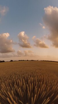 Among oats fields in summer evening sunset with beautiful clouds - 360 loop video