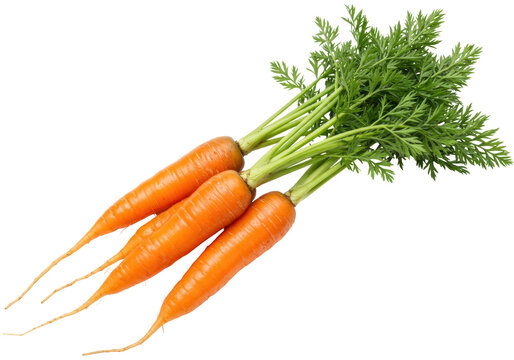 Isolated Carrots with Green Tops, Fresh Raw Vegetables, Healthy Vegetarian Food Ingredient