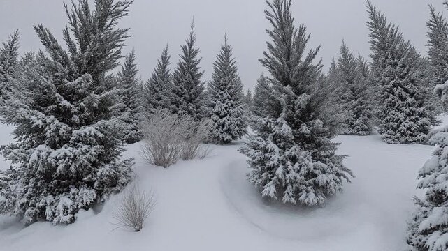 Winter Christmas Trees in the Snow - 360 loop video