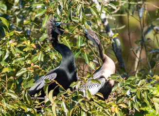 Anhinga's mating